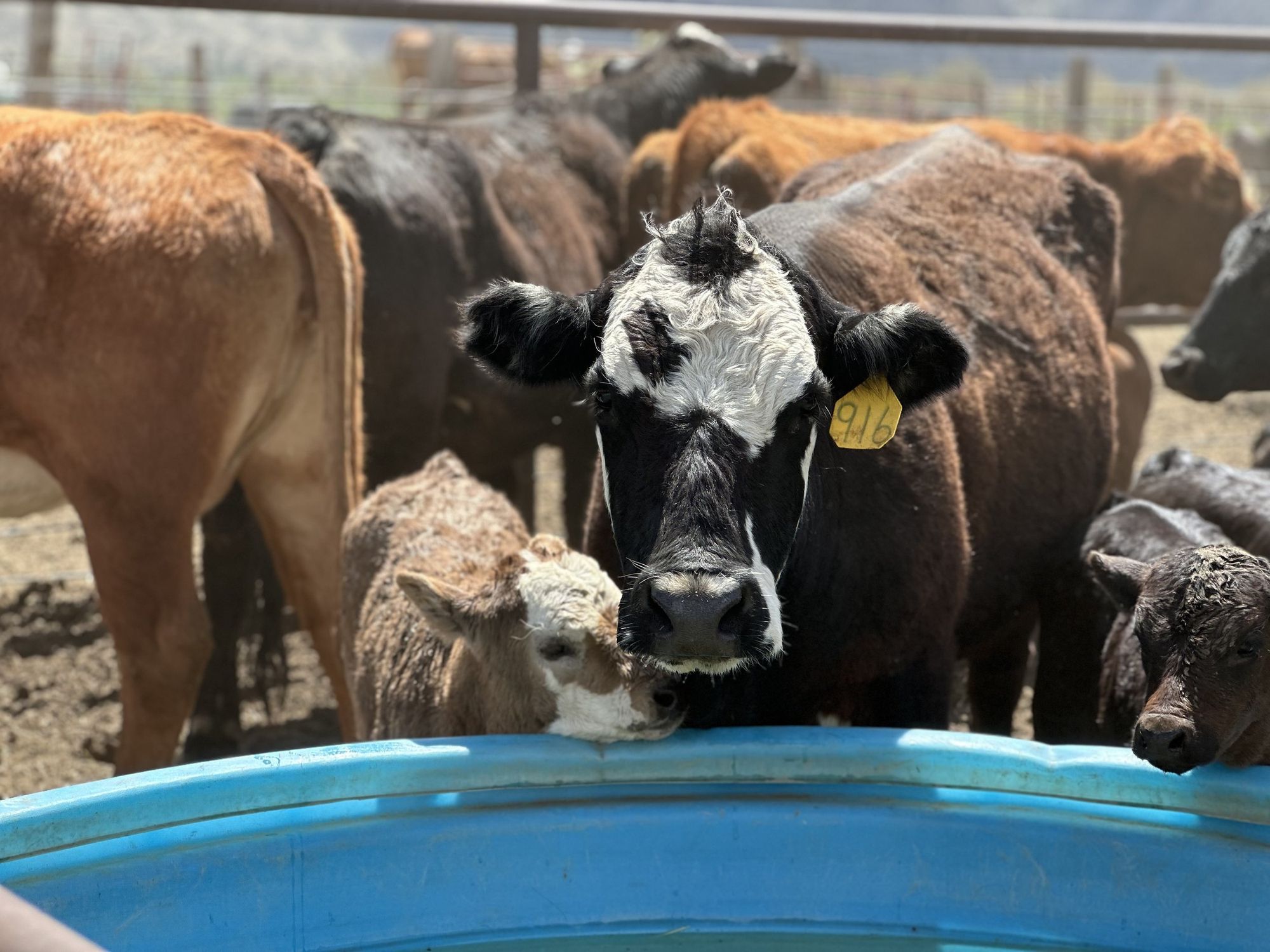 Home Raised Quality Beef