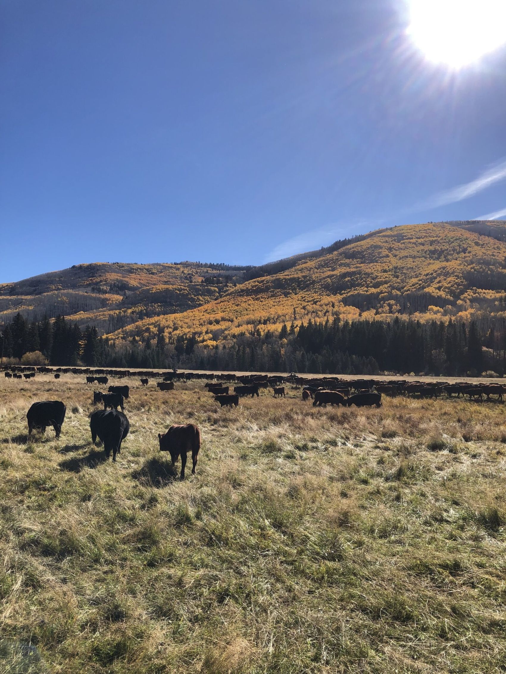 Gordanier Ranch