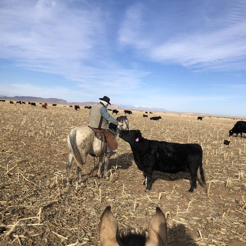 Horseback in the winter cornfield, moving cattle