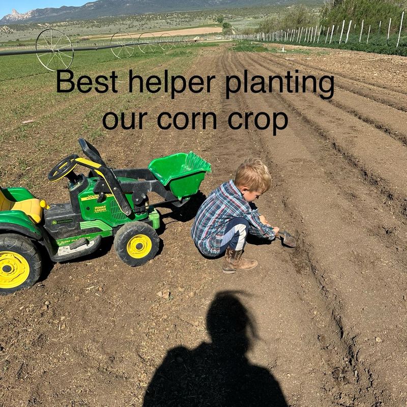 Best helper planting our corn crop