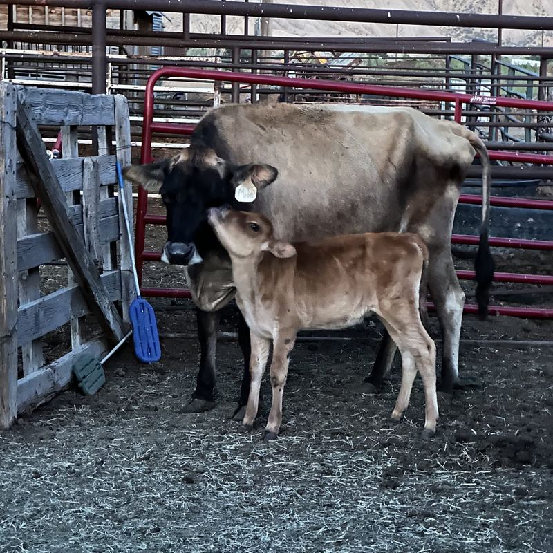 A cow and her calf in the corral