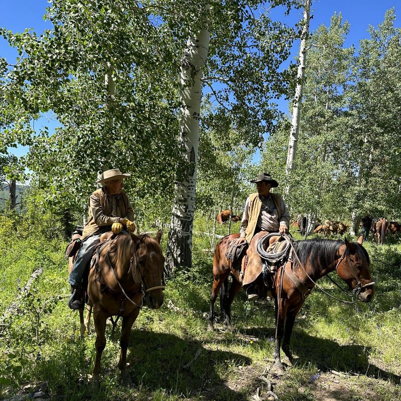 Riding through the aspens on a summer gather