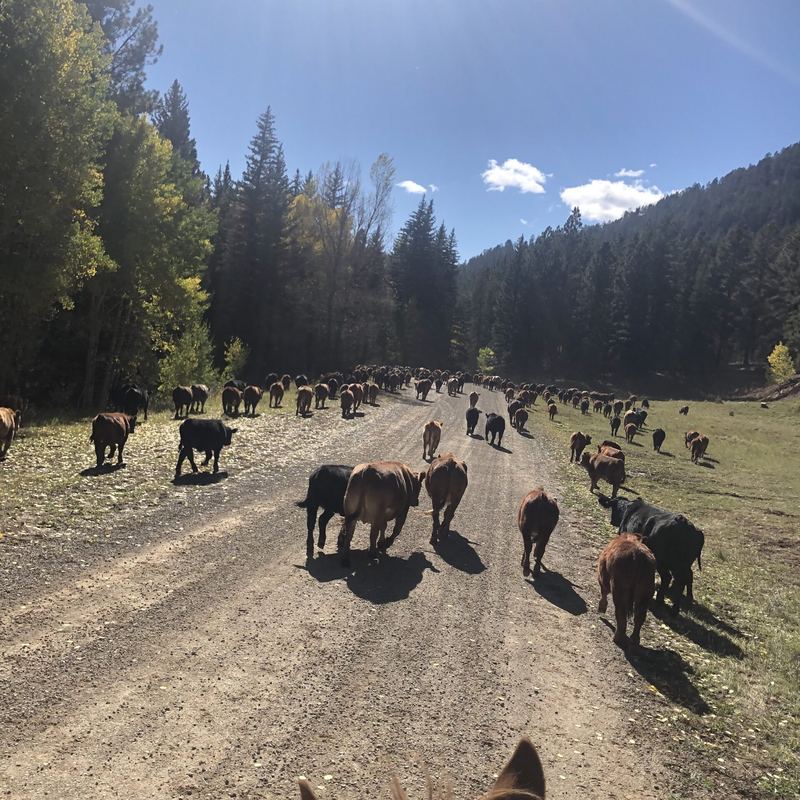Trailing the herd up the road to summer pasture