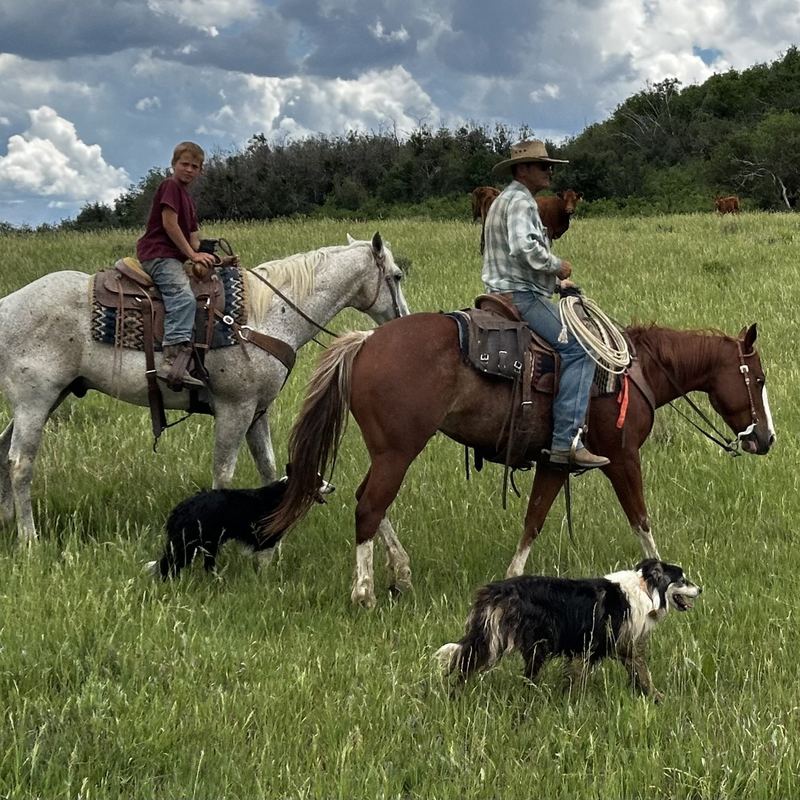 Riding out to check the herd