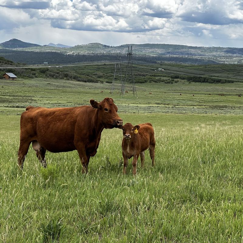 A cow and calf in green pasture below the mesa