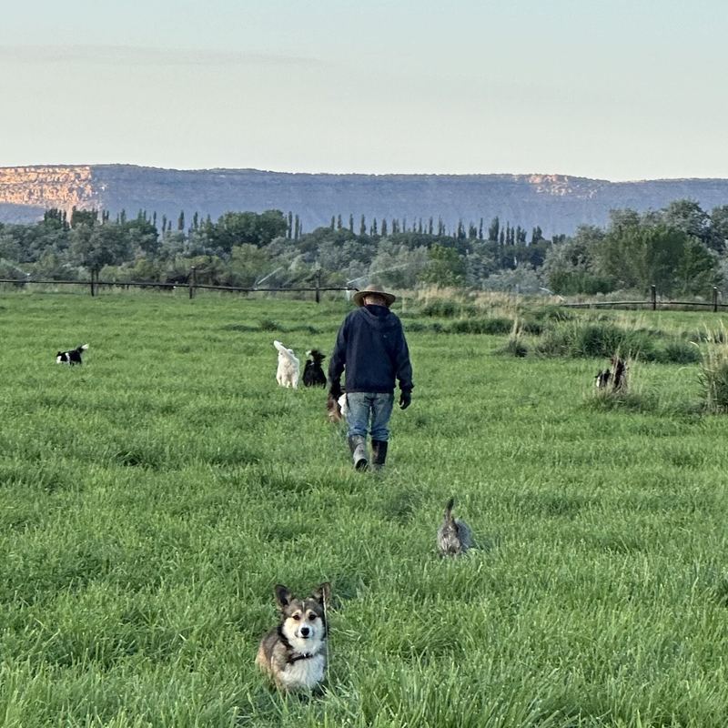 Moving through summer pasture with the dogs